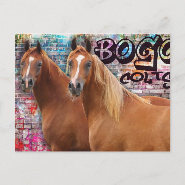 BOGO Colts - Graffiti Post Card - Arabian Horses (Front)