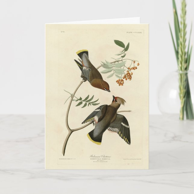Bohemian Chatterer (Waxwing) Audubon Birds America Card (Front)