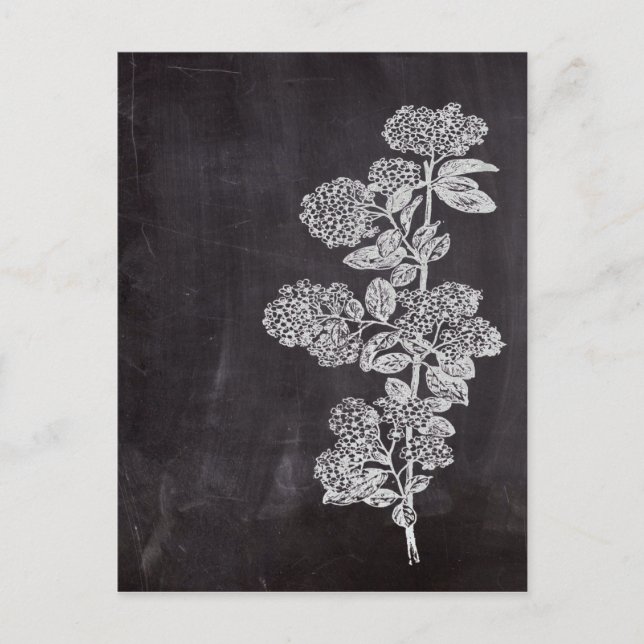 Bohemian Chic french country chalkboard botanical Postcard (Front)
