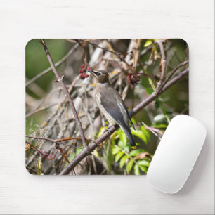 Bohemian Waxwing, Canadian Avian Photography Mouse Mat