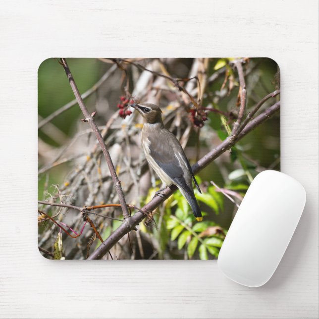 Bohemian Waxwing, Canadian Avian Photography Mouse Mat (With Mouse)