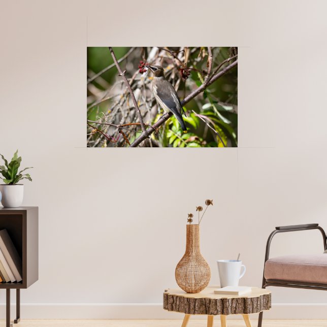 Bohemian Waxwing, Canadian Avian Poster (Living Room 3)
