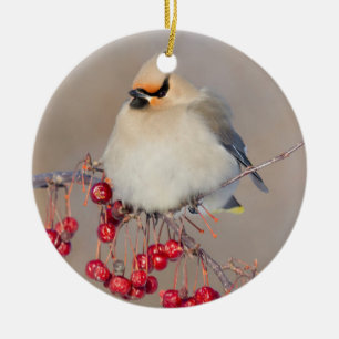 Bohemian waxwing in winter, Canada Ceramic Tree Decoration