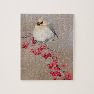 Bohemian waxwing in winter, Canada Jigsaw Puzzle