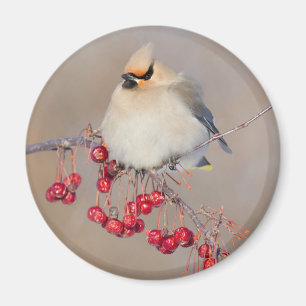 Bohemian waxwing in winter, Canada Magnet