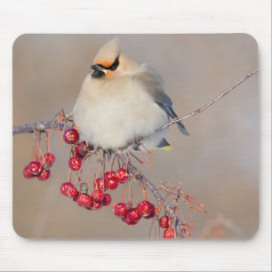 Bohemian waxwing in winter, Canada Mouse Mat