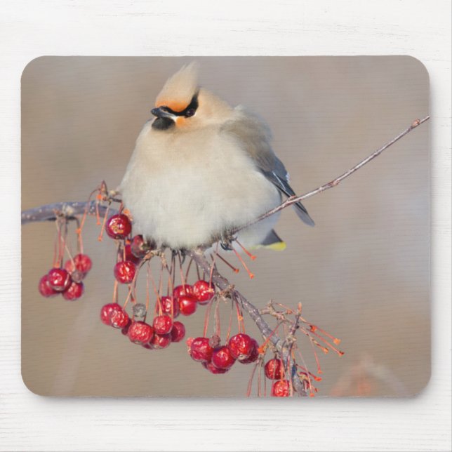 Bohemian waxwing in winter, Canada Mouse Mat (Front)