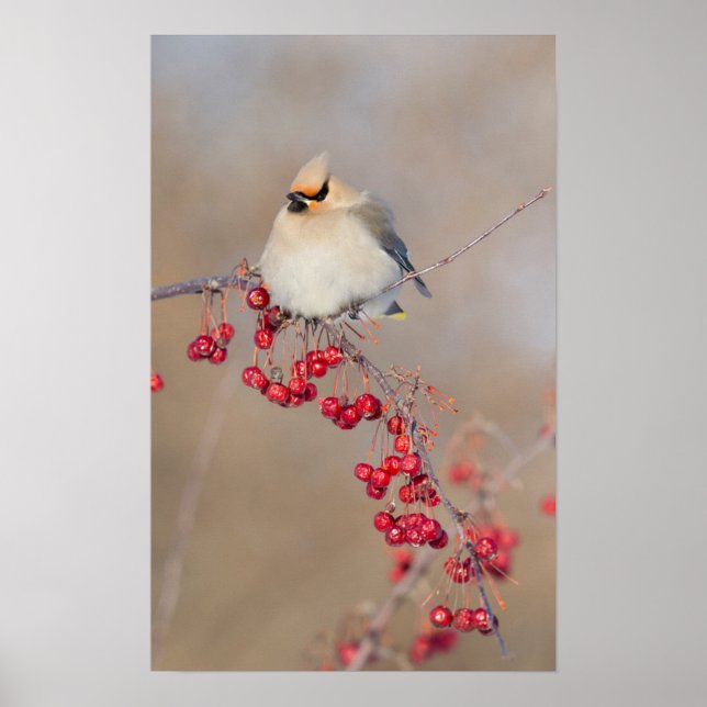 Bohemian waxwing in winter, Canada Poster (Front)