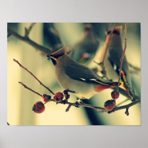 Bohemian Waxwing Poster