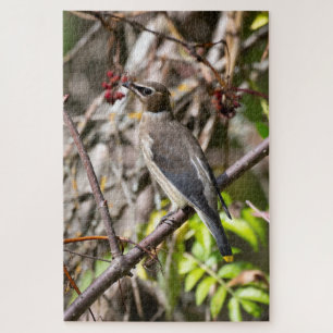 Bohemian Waxwing, Resting On a Branch Jigsaw Puzzle