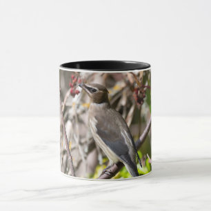 Bohemian Waxwing, Resting On a Branch Mug