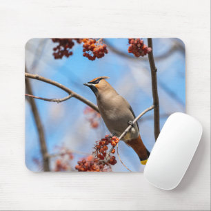 Bohemian Waxwing, Wildlife Avian Photography Mouse Mat