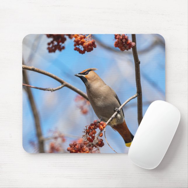 Bohemian Waxwing, Wildlife Avian Photography Mouse Mat (With Mouse)