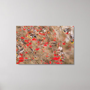 Bohemian Waxwings Feeding On Mountain Ash Canvas Print