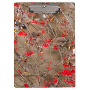 Bohemian Waxwings Feeding On Mountain Ash Clipboard