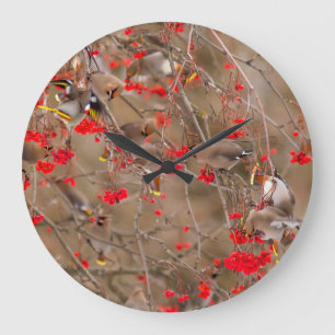Bohemian Waxwings Feeding On Mountain Ash Large Clock