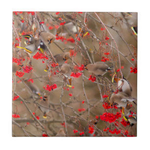 Bohemian Waxwings Feeding On Mountain Ash Tile