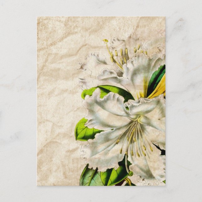 bohmeian french botanical art butterfly white lily postcard (Front)