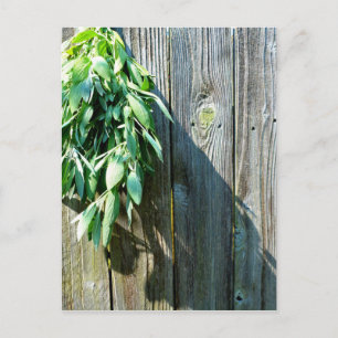 Boho botanical herb leaves rustic Barn-wood Postcard