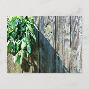 Boho botanical herb leaves rustic Barn-wood  Postcard