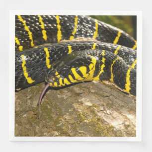 Boiga dendrophila or mangrove snake napkin
