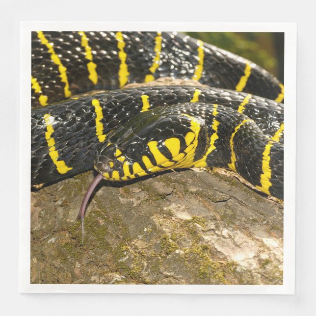 Boiga dendrophila or mangrove snake napkin (Front)