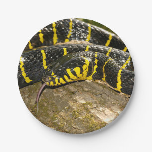 Boiga dendrophila or mangrove snake paper plate