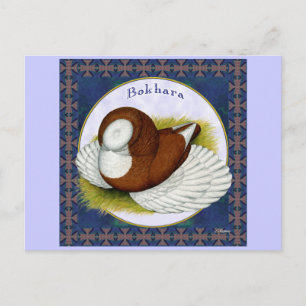 Bokhara Pigeon In The Round Postcard