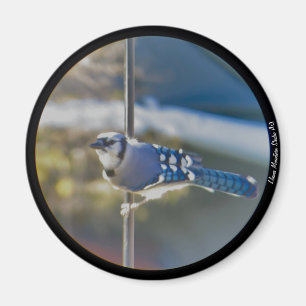 Bold Blue Jay magnet