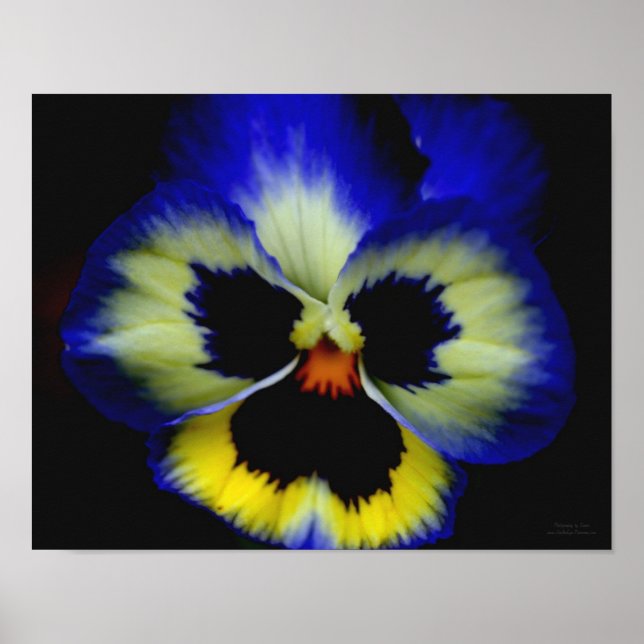 Bold Blue Pansy Flower Poster (Front)