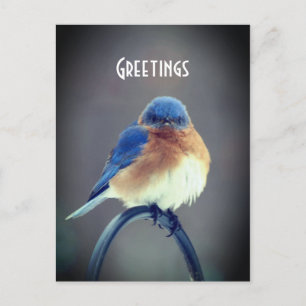 Bold Bluebird Postcard