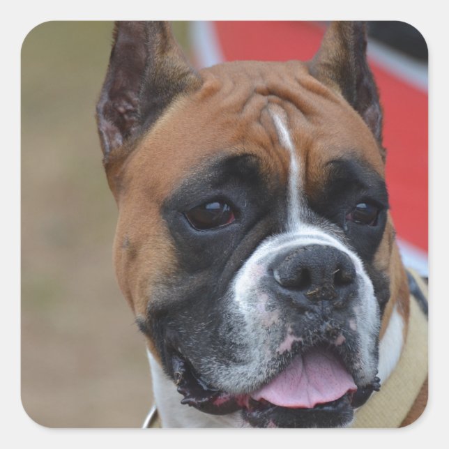 Bold Boxer Square Sticker (Front)