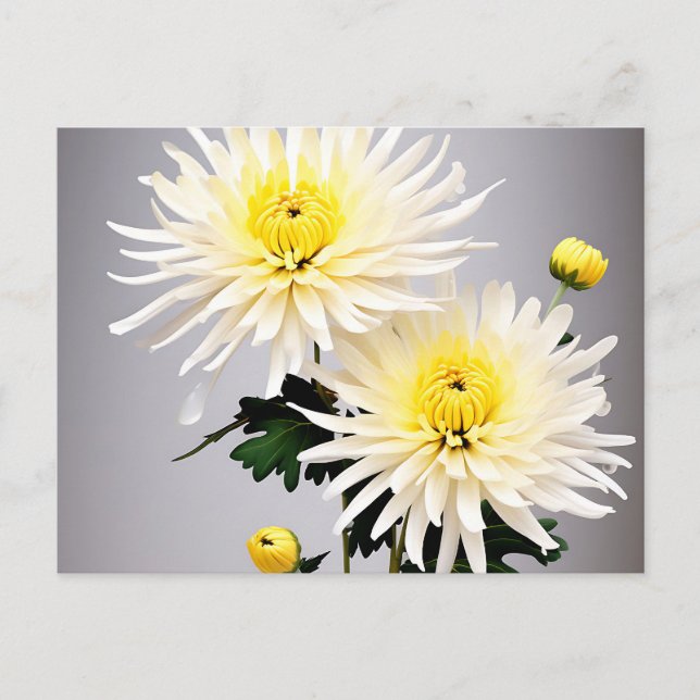 Bold Chrysanthemum Abstract Postcard (Front)