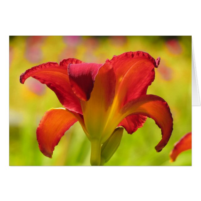 Bold Lily - Daylily (Front Horizontal)
