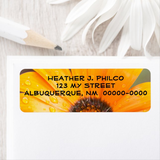 Bold Orange Wet Daisy Half Close-Up Photograph (Insitu)