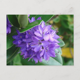 Bold purple flower at Clifden, Ireland Postcard
