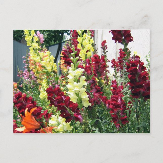 Bold Rocket Snapdragons Postcard (Front)