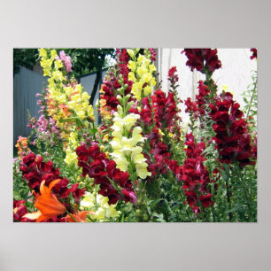 Bold Rocket Snapdragons Poster