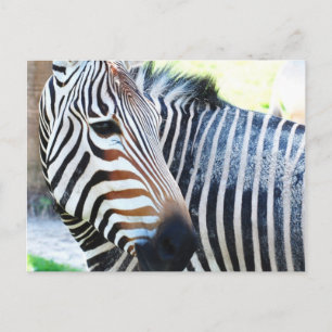 Bold Zebra Postcard