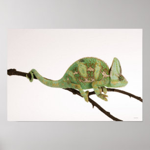 Boldly coloured chameleon with characteristic 2 poster