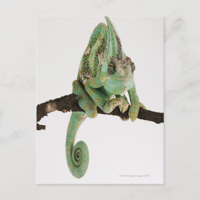Boldly coloured chameleon with characteristic postcard (Front)