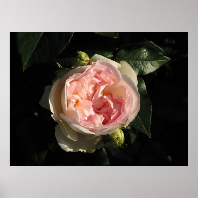 Bolero Hybrid Tea Rose 011 Poster (Front)
