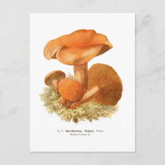 Boletus bovinus postcard