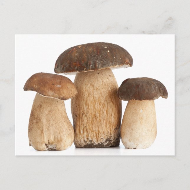 Boletus Edulis PCard Postcard (Front)