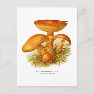 Boletus flavus postcard