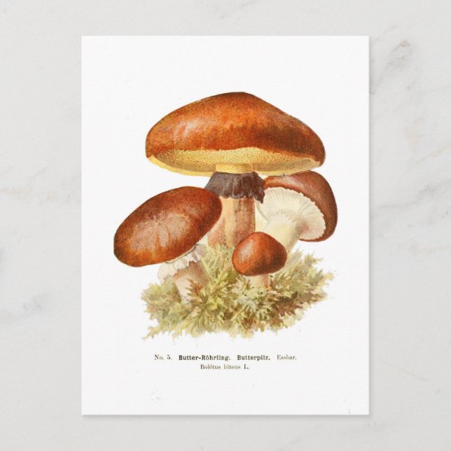 Boletus luteus postcard (Front)