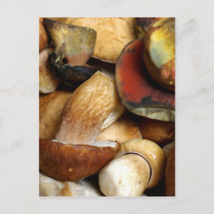 boletus postcard