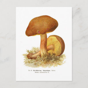 Boletus subtomentosus postcard