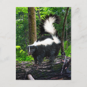 "Bomba" Postcard