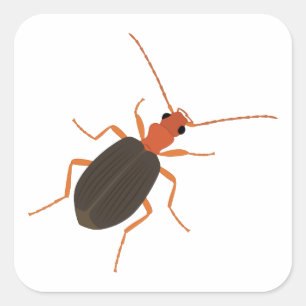 Bombardier beetle square sticker